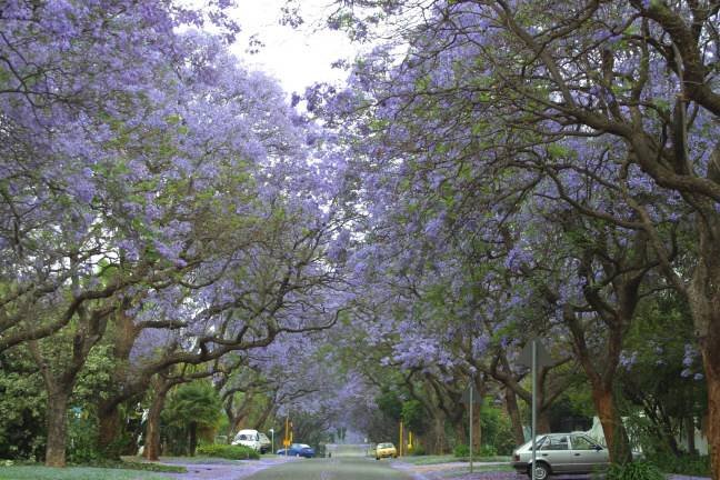 Jacaranda trees in blossom, Pretoria