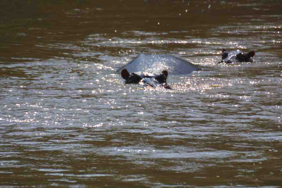 Hippoes on the Ishasha River