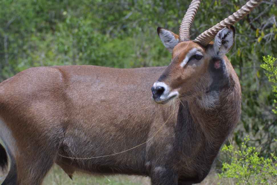 Waterbuck