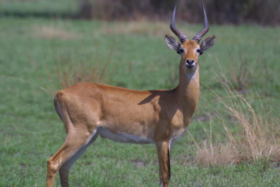 Ugandan Kob
