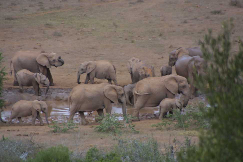 Elephants playing at Addo