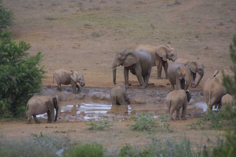 Waterhole at Addo Elephant Park