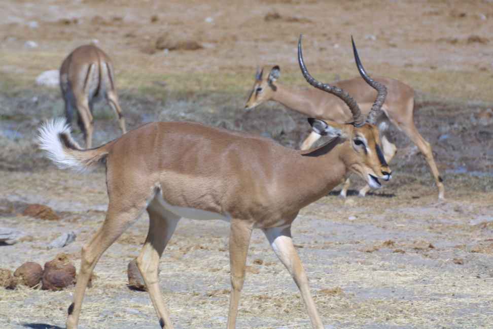 Black faced impala