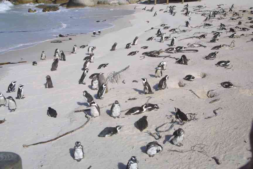 a Beach full of Penguins