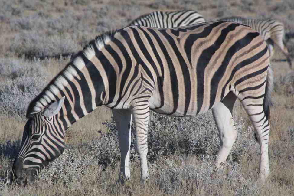 Burchell's zebra