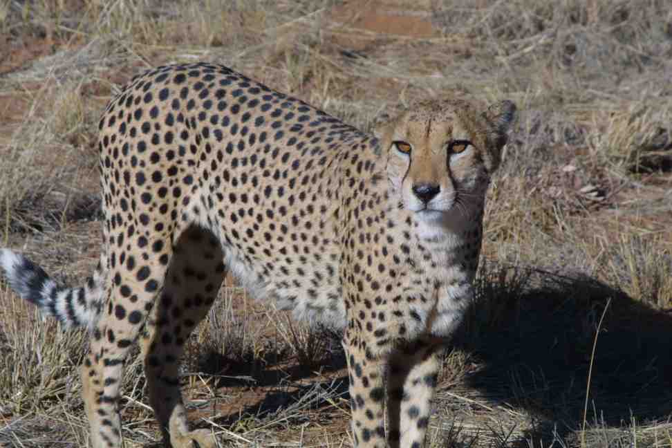 Female cheetah