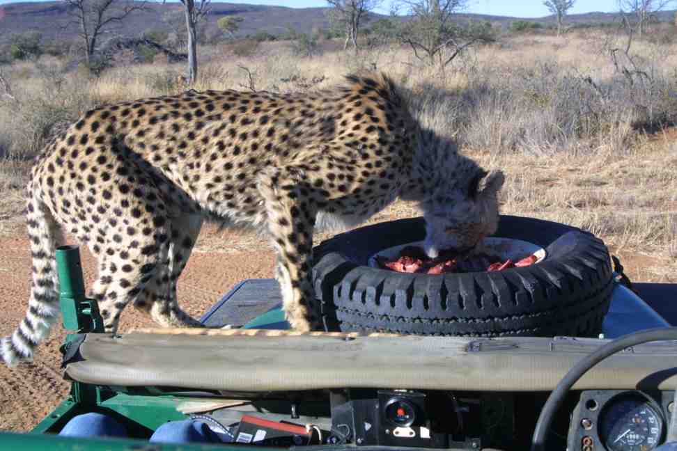 Cheetah eating on bonnet