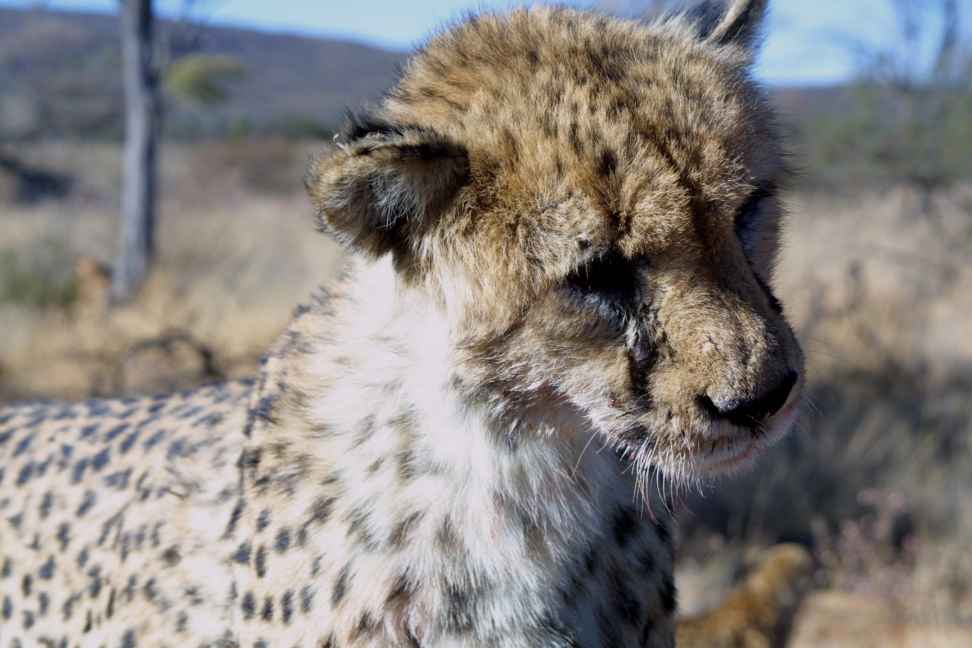 Close up of male cheetah