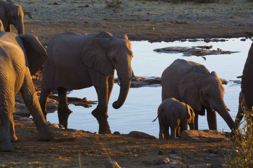 Elephants at dusk