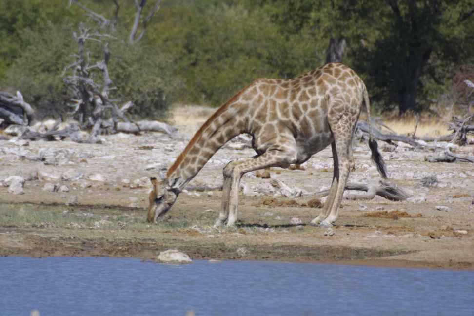 Giraffe with interesting drinking position