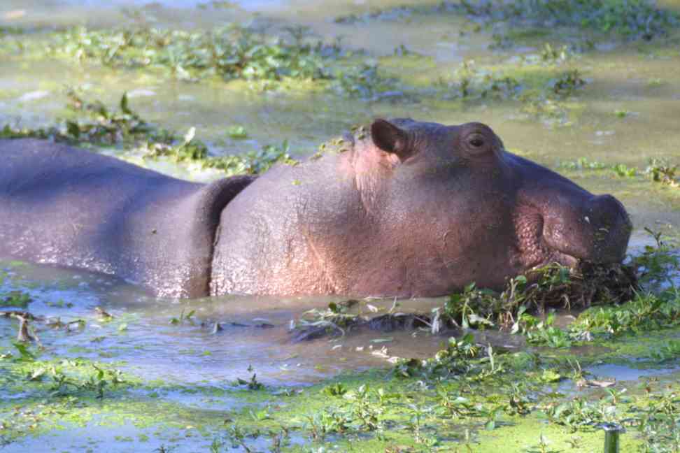 Hippo eating vegetation in lagoon