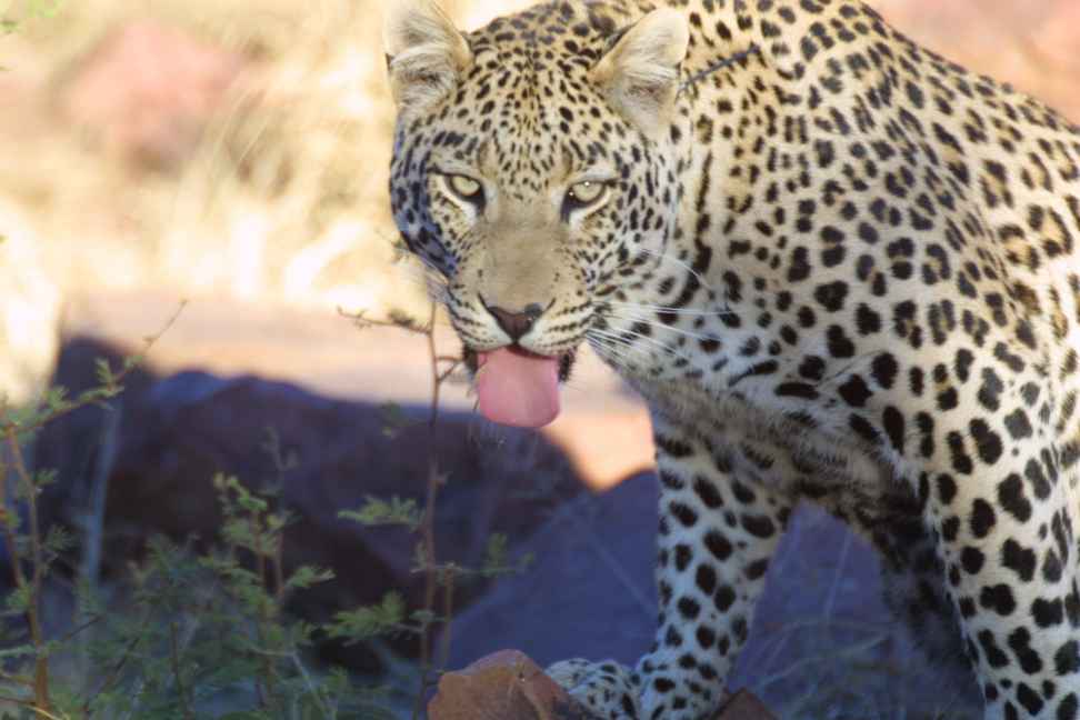 Male leopard