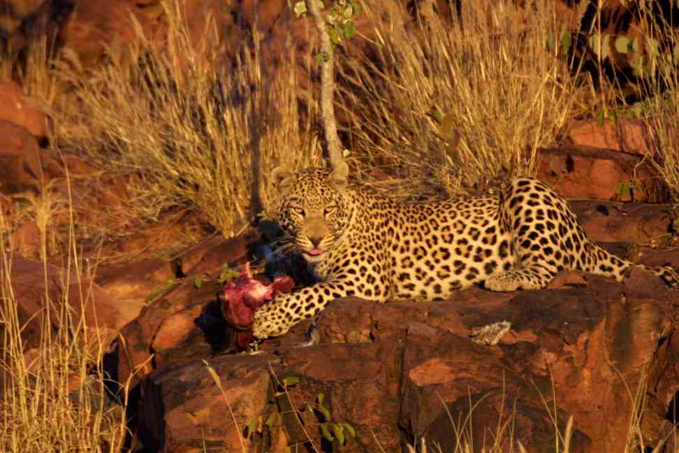 Leopard at dinner table