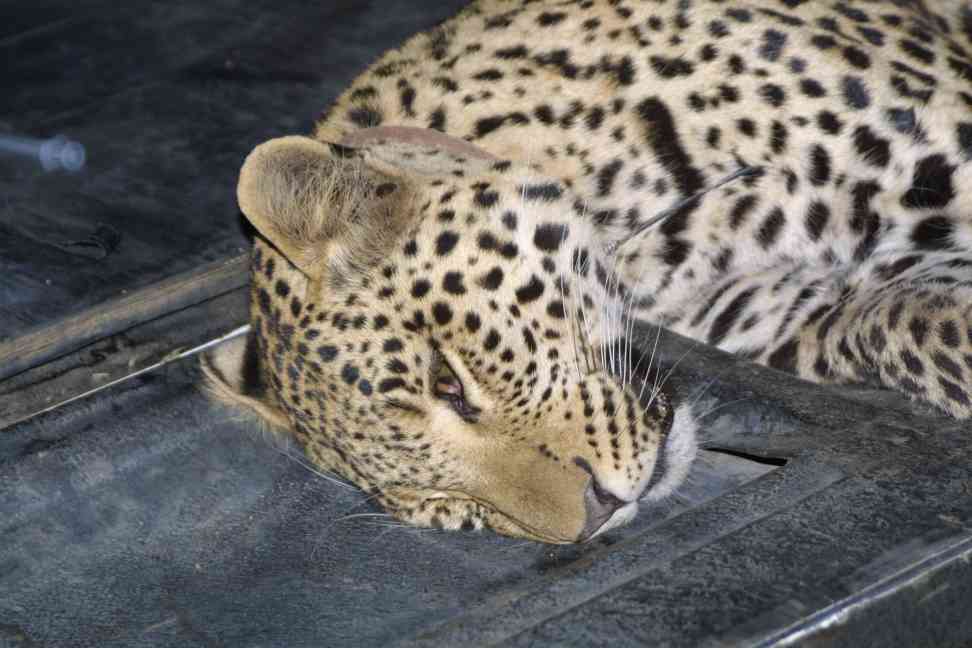 Darted female leopard on tailbord of vehicle