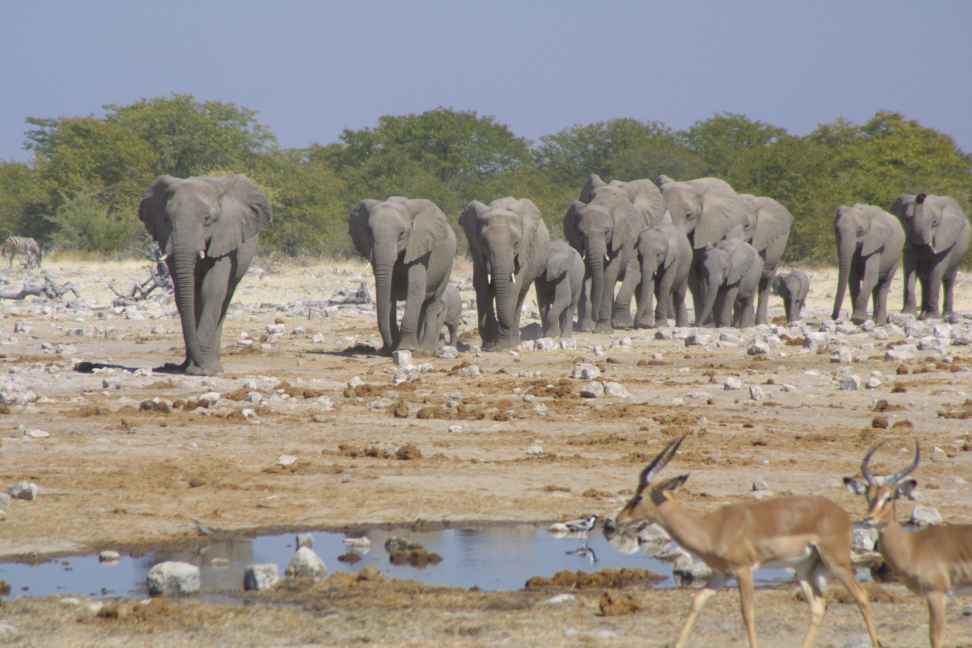 Marching elephants