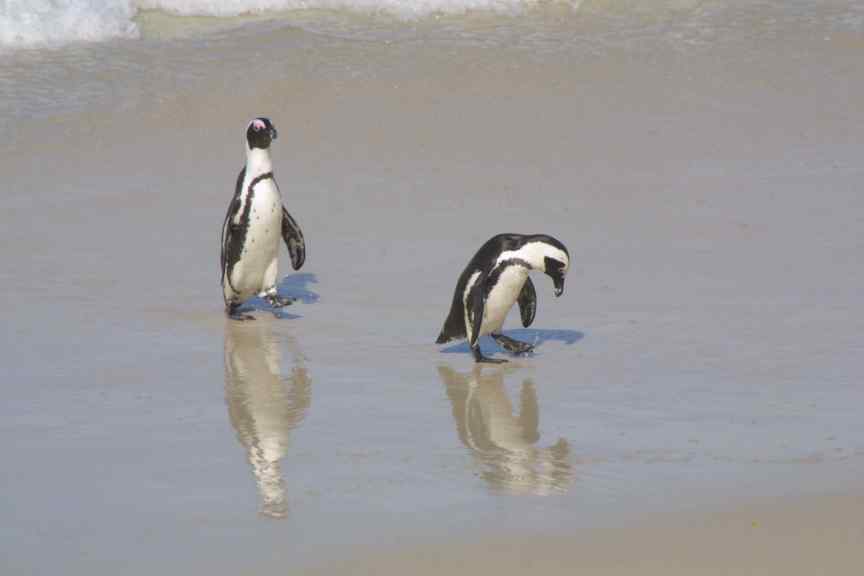 Penguins