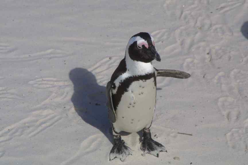 Lone Penguin