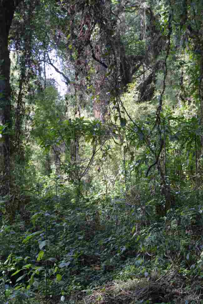 Tarzan country