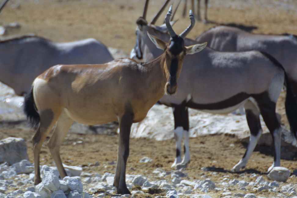 Red hartesbeast and oryx