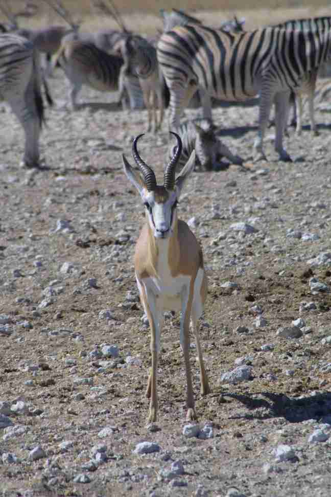 Springbok