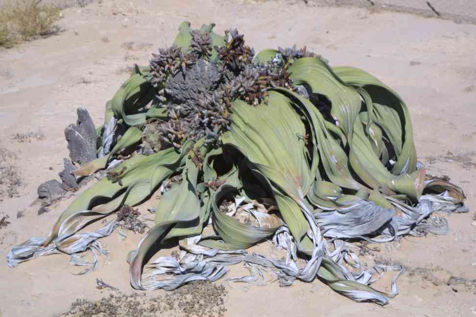 Welwitschia Plant