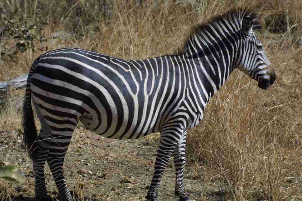 Subspecies of Burchill's Zebra